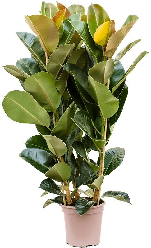 Fikus - Ficus elastica "Robusta" 24x130 cm