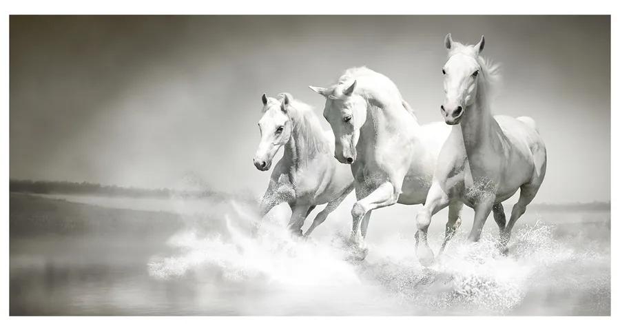 Moderný obraz fotografie na akrylu Biele kone pl-oa-140x70-f-44040199
