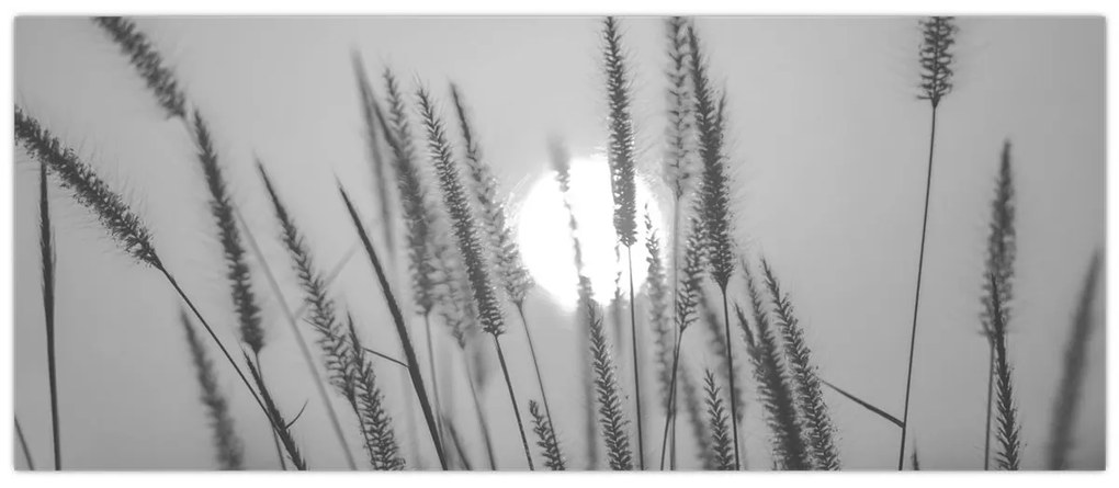 Obraz - Lúka pri západe slnka (120x50 cm)