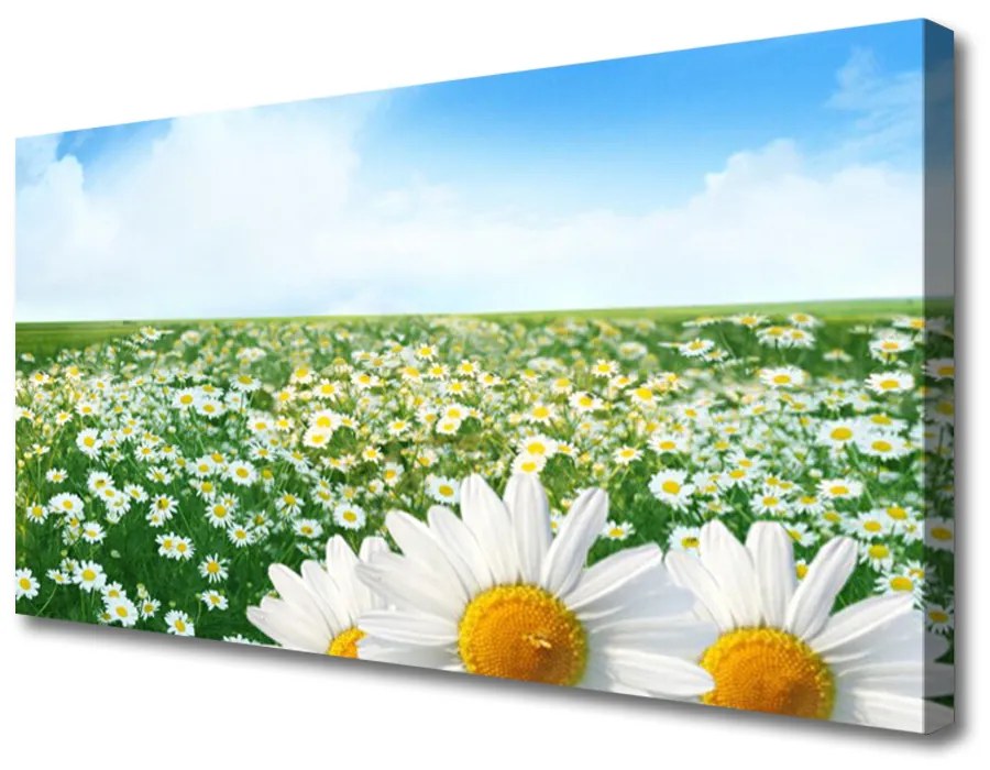 Obraz Canvas Sedmokrásky kvety lúka pole 125x50 cm