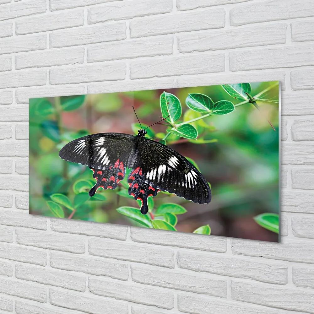 Sklenený obraz List farebný motýľ 100x50 cm
