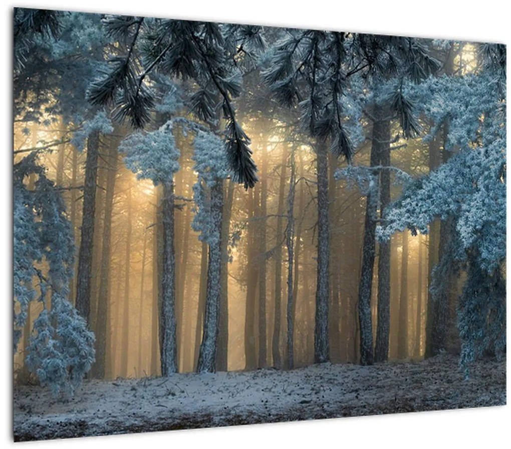 Obraz zasneženého lesa (70x50 cm)