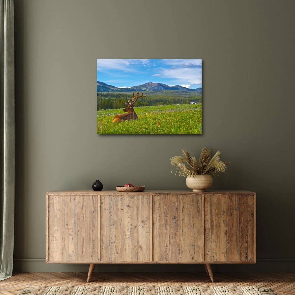 Obraz - Jeleň v lúke (70x50 cm)