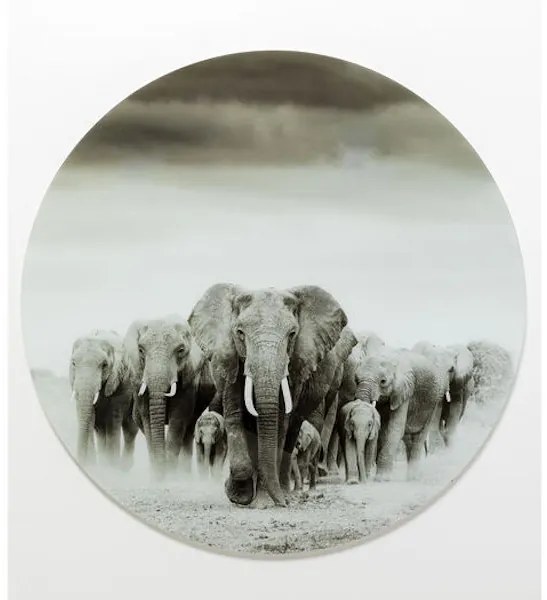 Elephant Walk sklenený obraz sivý Ø120cm