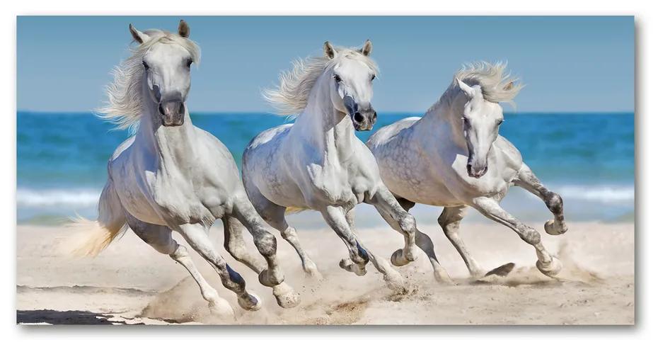 Foto obraz akrylový Biele kone pláž pl-oa-140x70-f-95257914