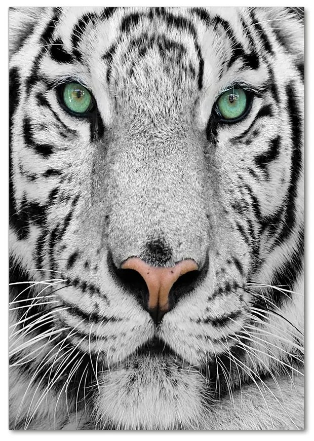 Moderný akrylový fotoobraz Biely tiger pl-oa-70x100-f-13468757