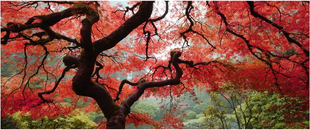 Obraz červeného japonského javora, Portland, Oregon (120x50 cm)