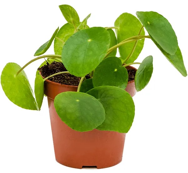 Pilea peperomioides 13x25 cm