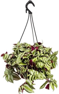 Tradescantia zebrina hanger 20x30 cm