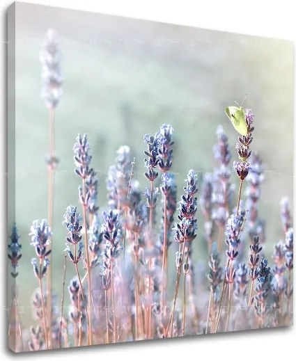 Obraz na stenu KVETY KV077E12 - 60x60 cm