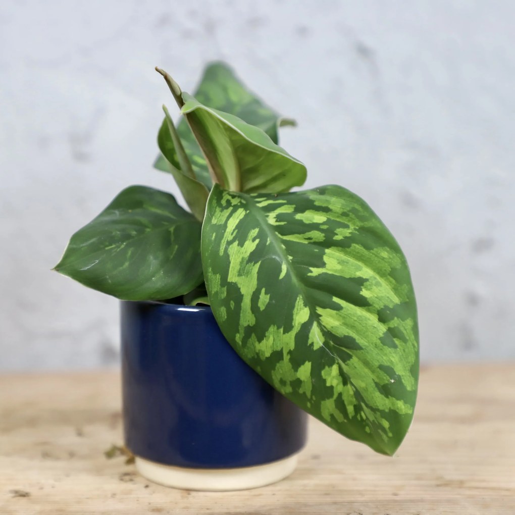 Homalomena Camouflage baby