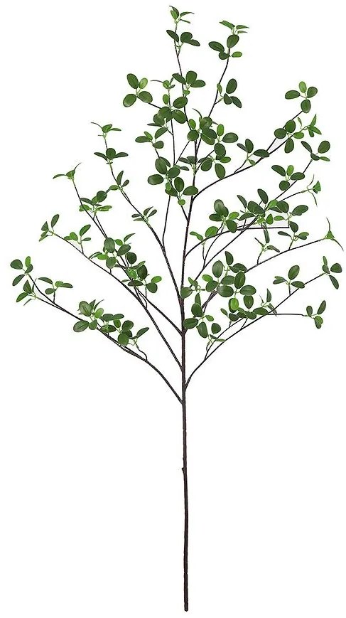 Vetvička vodného Ficusa 110 cm