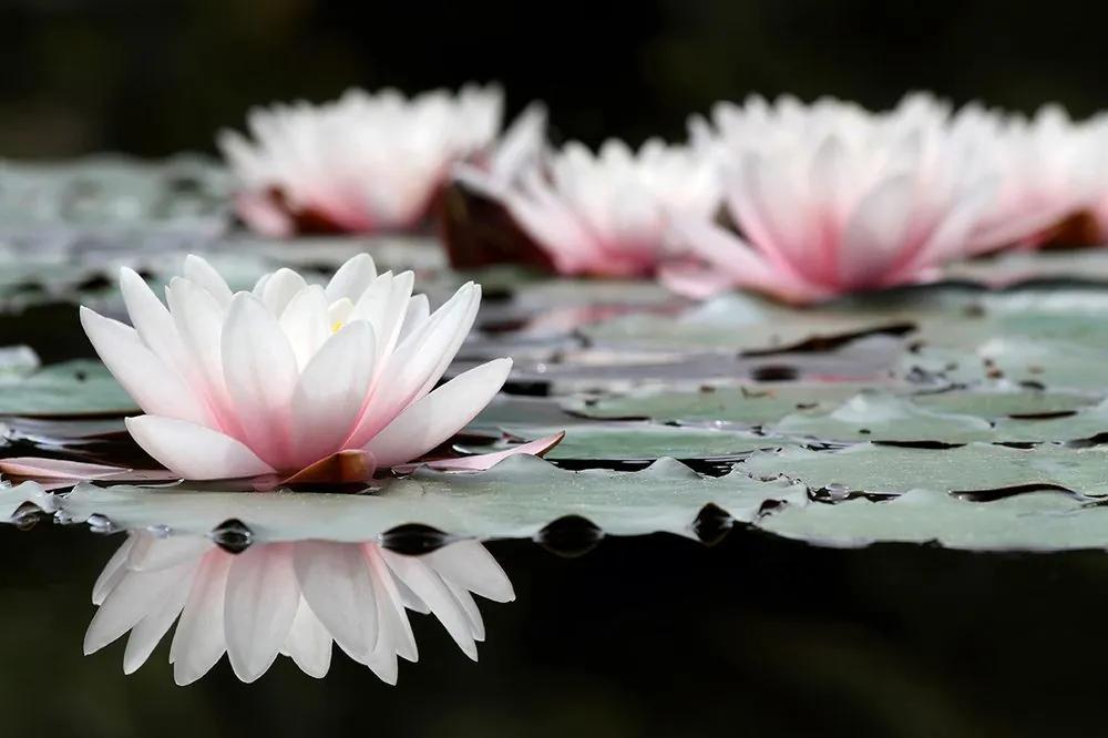 Samolepiaca fototapeta okúzľujúci kvet lotosu