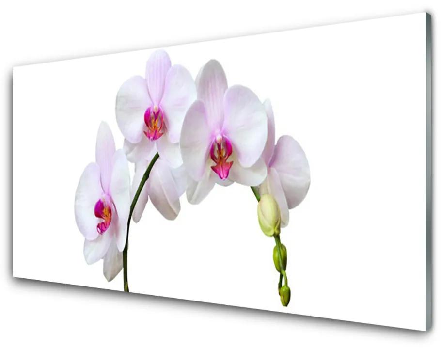 Obraz plexi Vstavač orchidea kvety 100x50cm