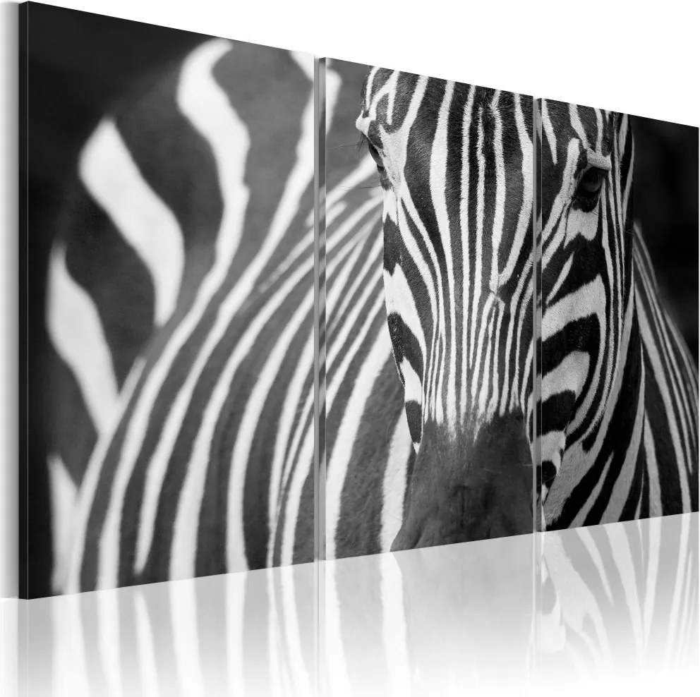Obraz na plátne Bimago - Mrs. Zebra 60x40 cm