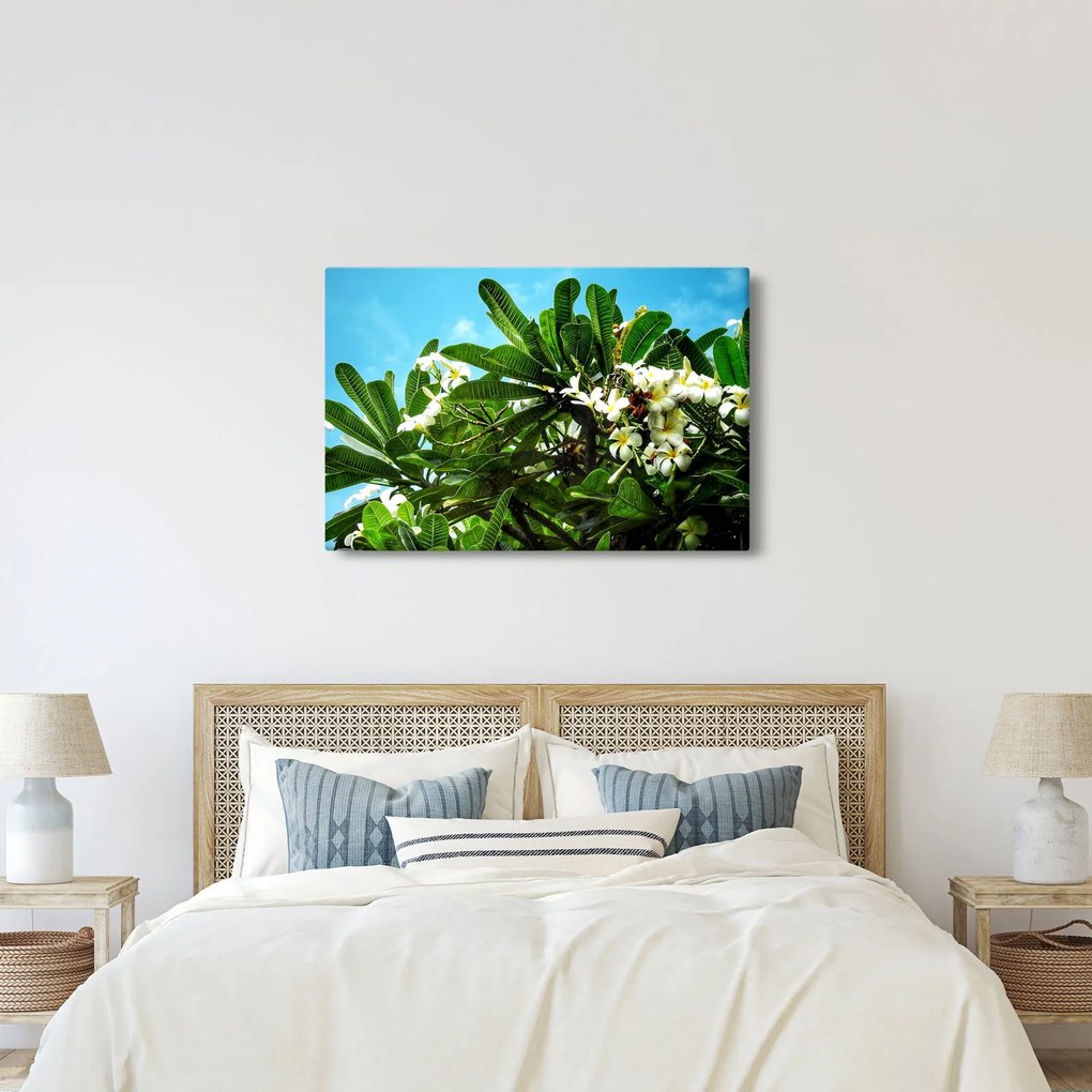 Obraz - Plumeria (90x60 cm)