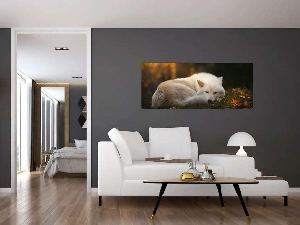 Obraz - Odpočívajúci vlk (120x50 cm)