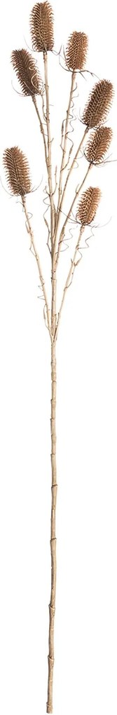 Bodliak ozdobný 110cm beige