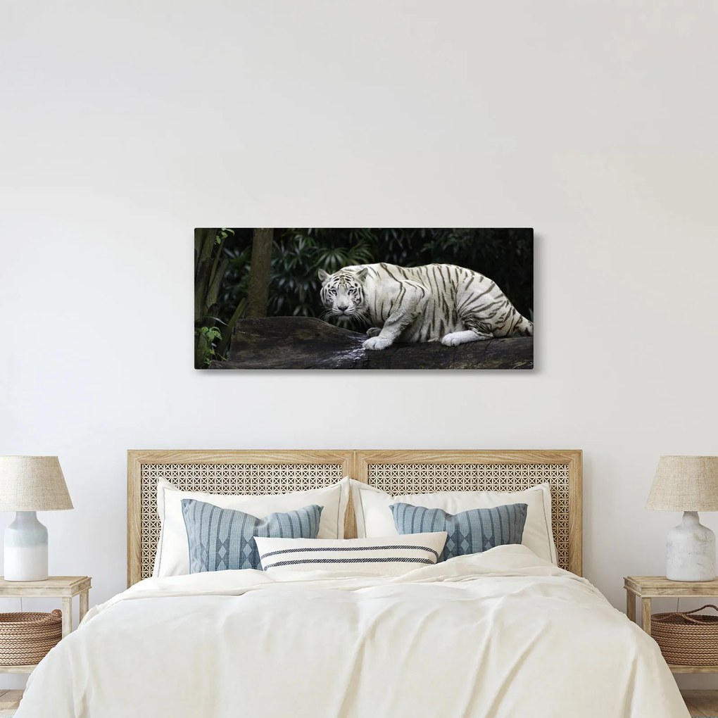 Obraz - Tiger albín (120x50 cm)