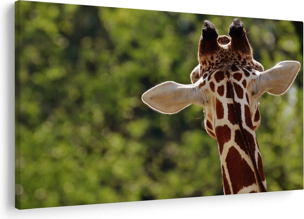 Obraz žirafy zozadu (90x60 cm)