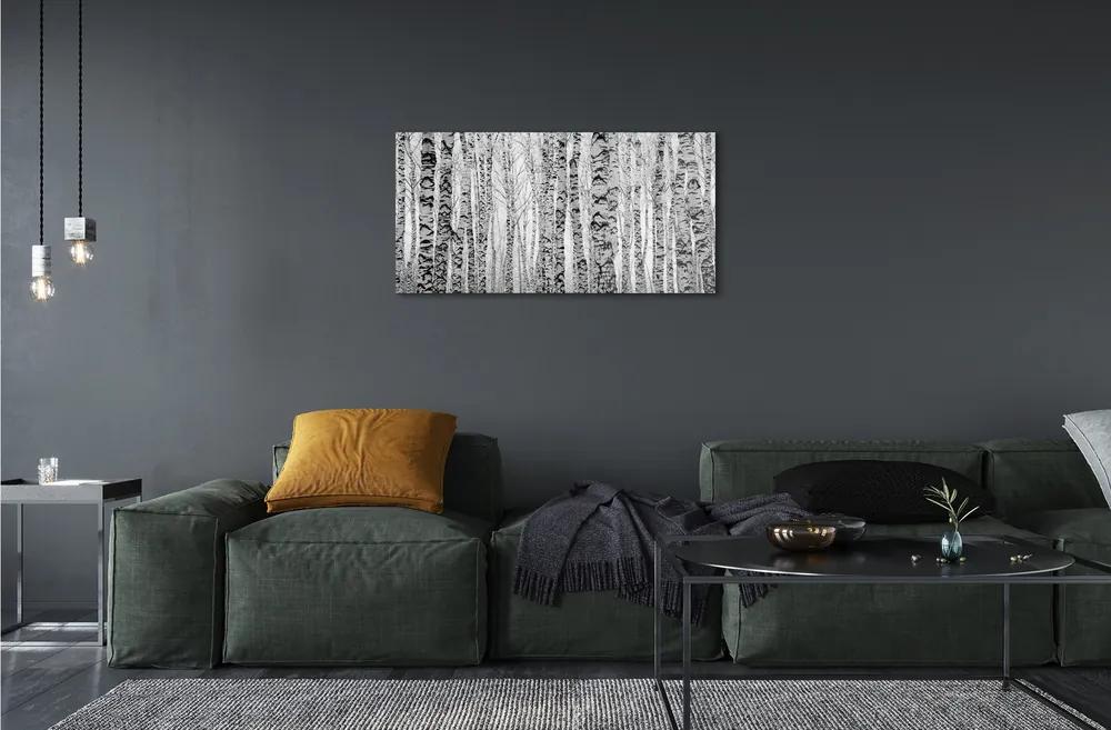Sklenený obraz Čierna a biela breza 125x50 cm