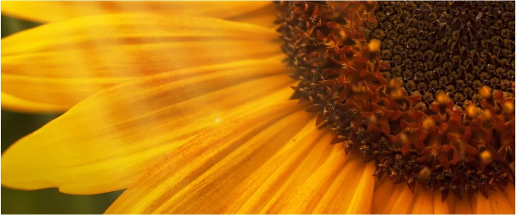 Obraz - Slnečnica (120x50 cm)