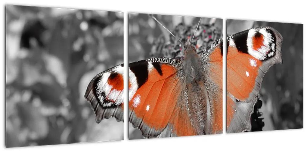 Oranžový motýľ - obraz