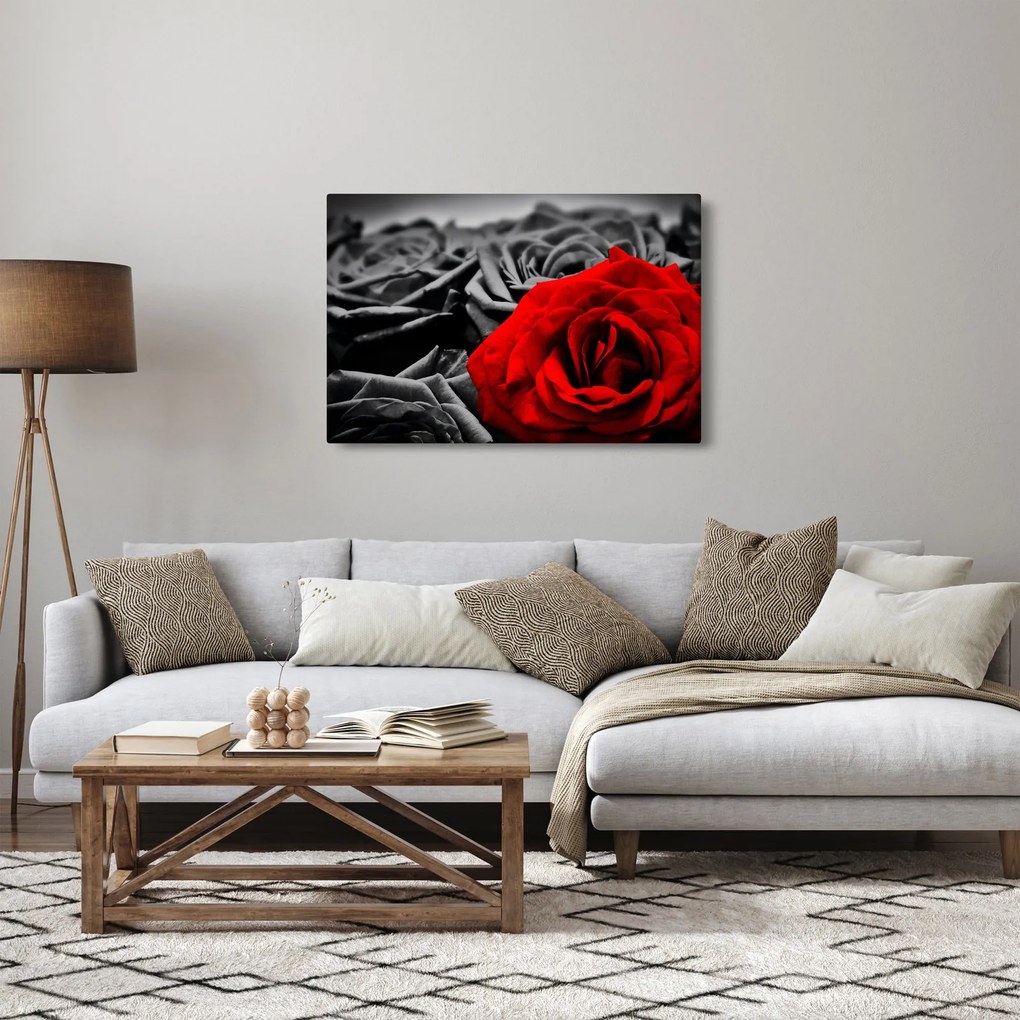 Obraz - Kvety ruží (90x60 cm)