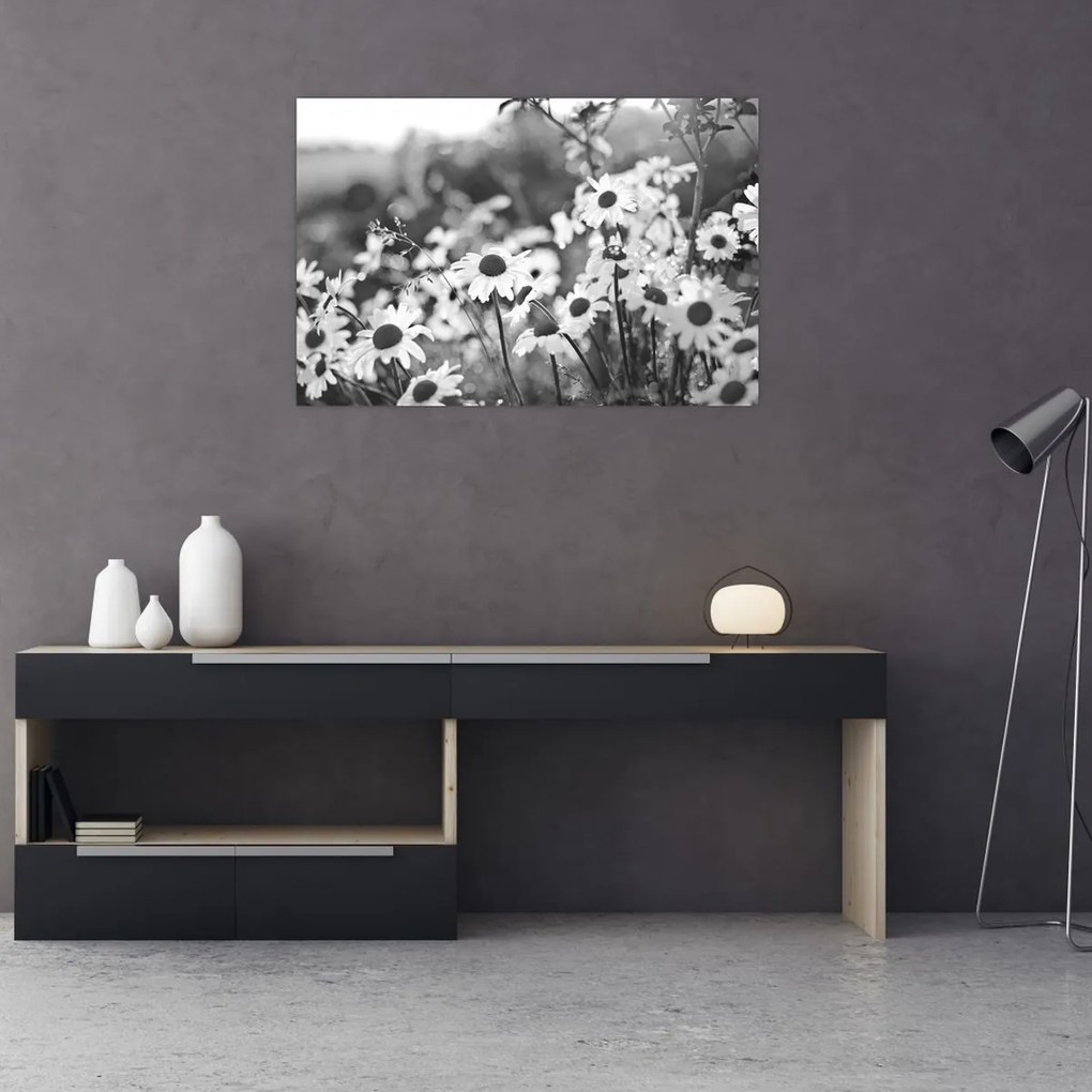 Obraz - Kopretiny (90x60 cm)