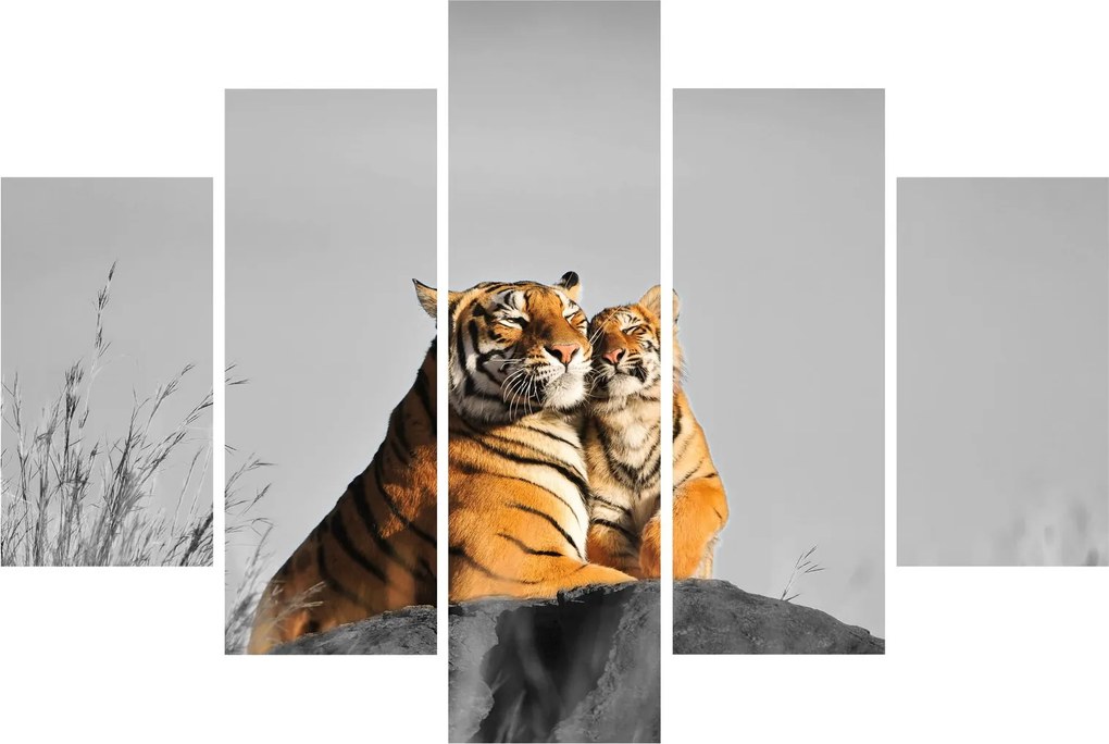 Obraz - Tigrice a jej mláďa, čiernobiely variant (150x105 cm)