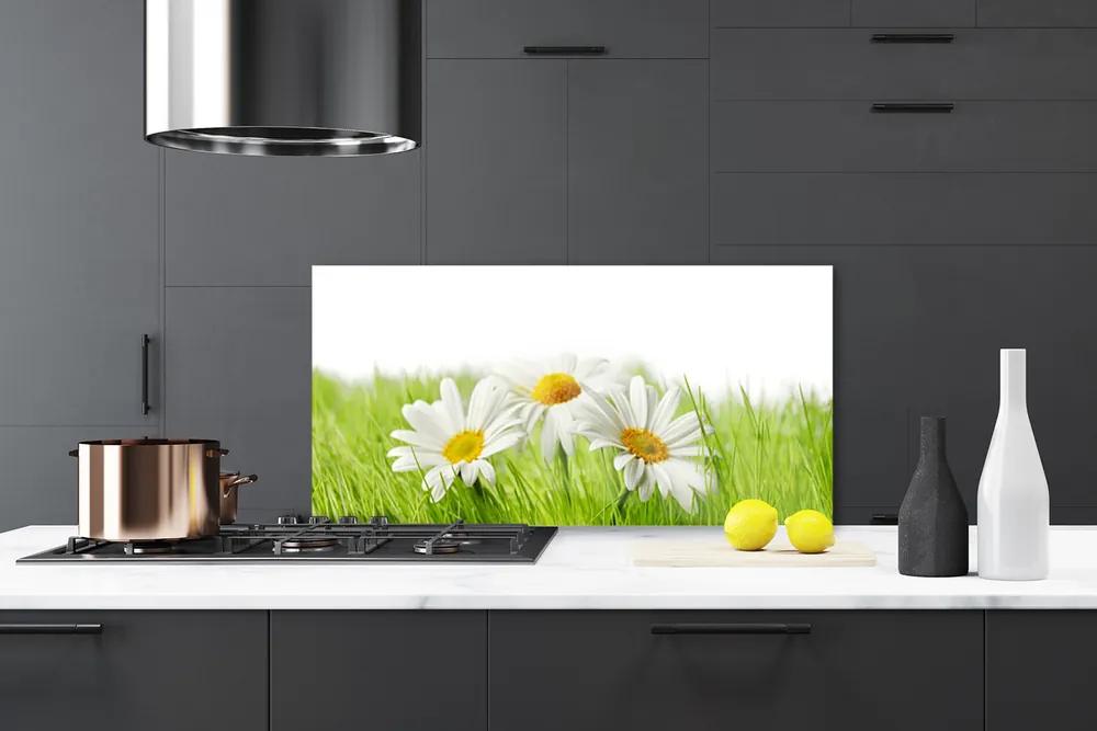 Sklenený obklad Do kuchyne Sedmokráska kvety rastlina 125x50 cm
