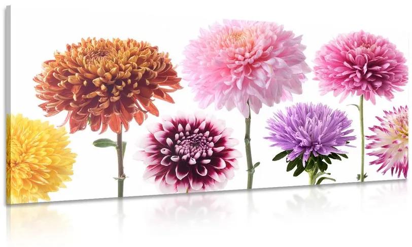 Obraz kvety dálie v rozmanitom dizajne Varianta: 100x50