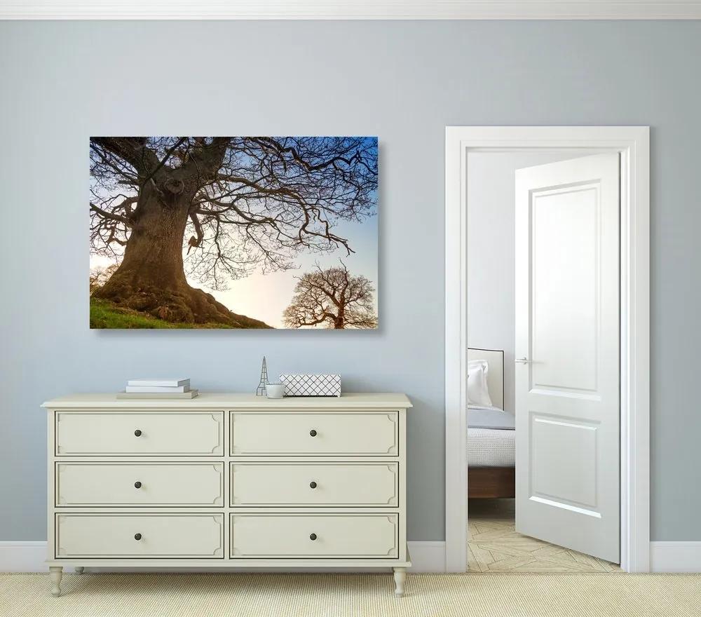 Obraz symbióza stromov - 120x80