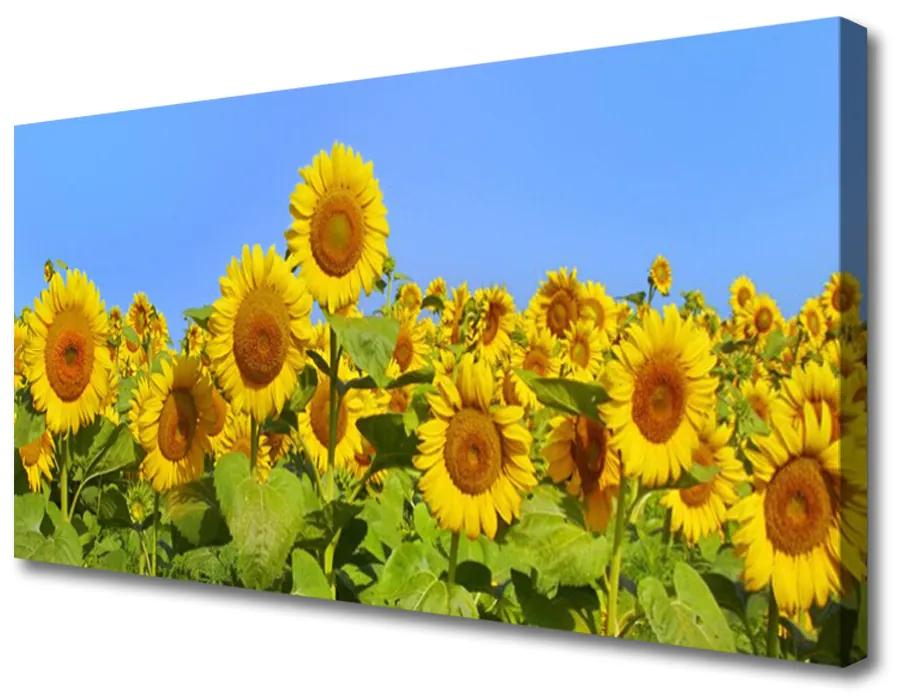 Obraz na plátne Slnečnica kvet rastlina 100x50cm