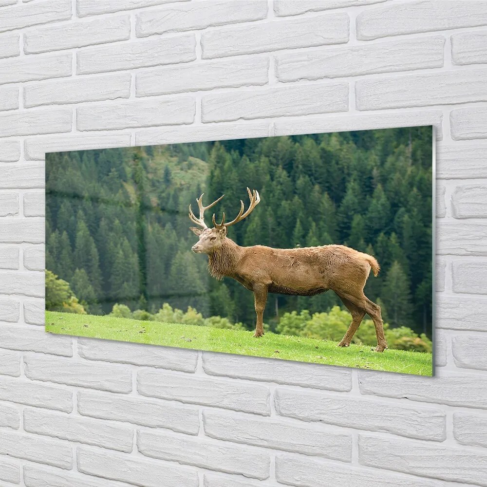 Sklenený obraz Jeleň v poli 100x50 cm