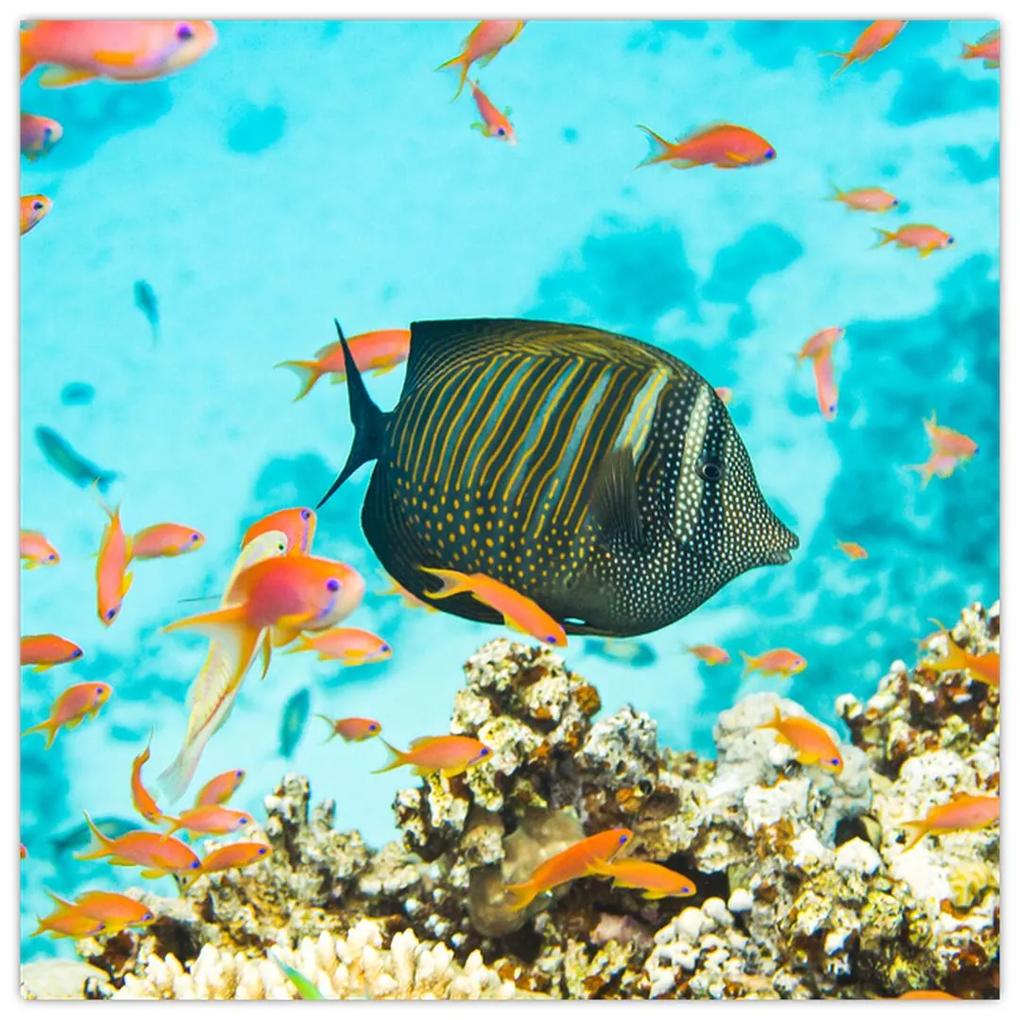 Obraz rýb v akváriami