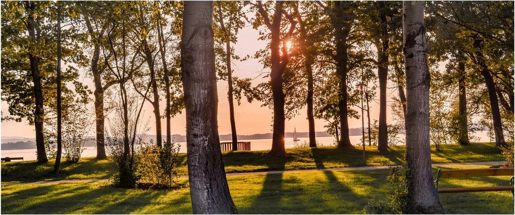 Obraz stromov pri jazere (120x50 cm)
