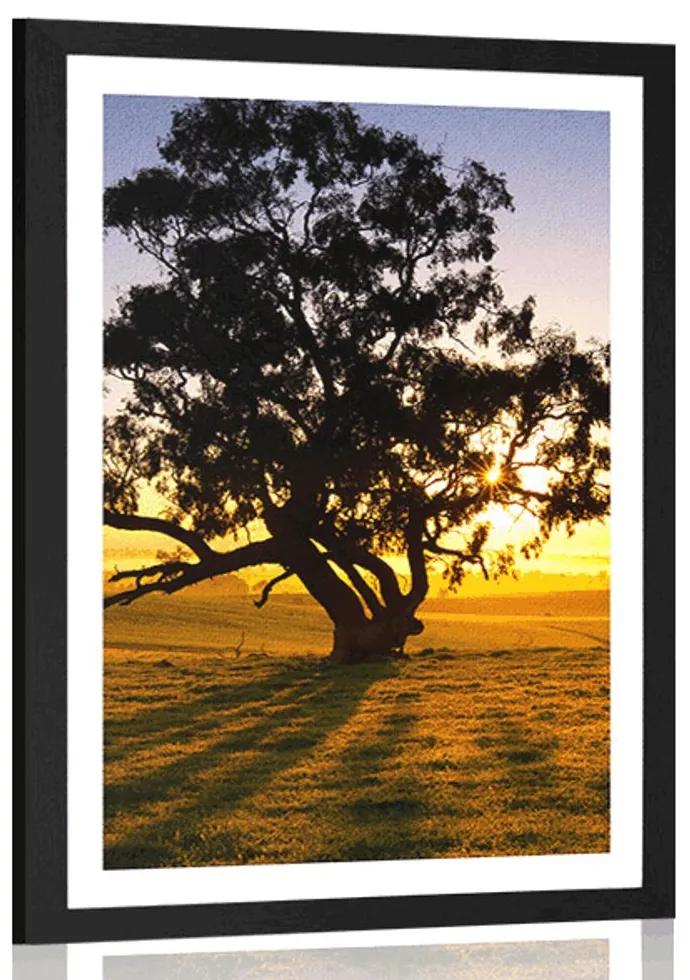 Plagát s paspartou osamelý strom pri západe slnka - 40x60 black