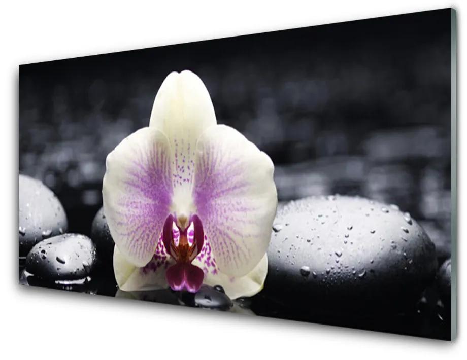 Obraz plexi Kvet kamene rastlina 125x50 cm