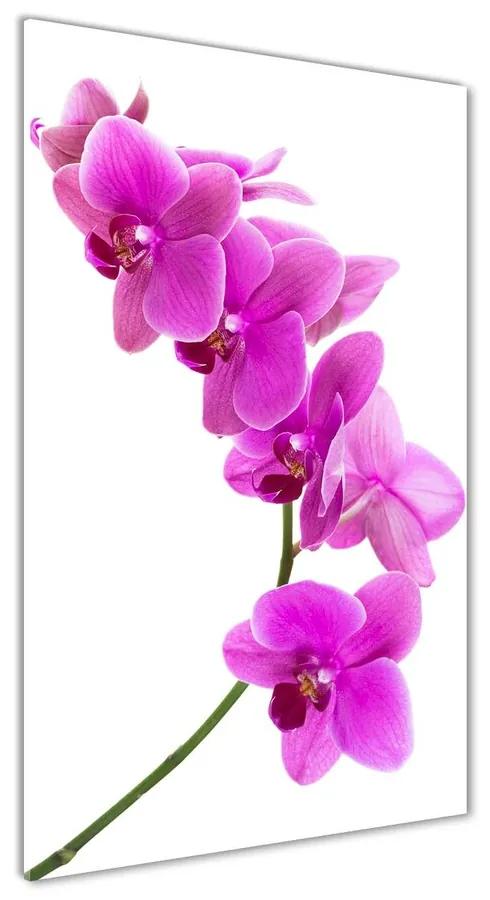 Foto obraz akrylové sklo Ružová orchidea pl-oa-70x140-f-67691978