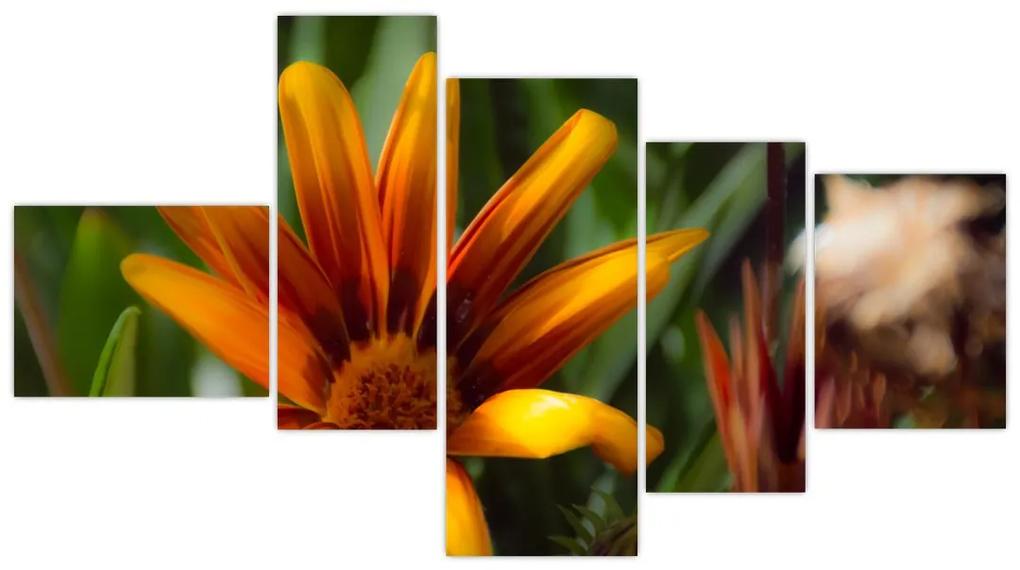 Obraz detailu kvety