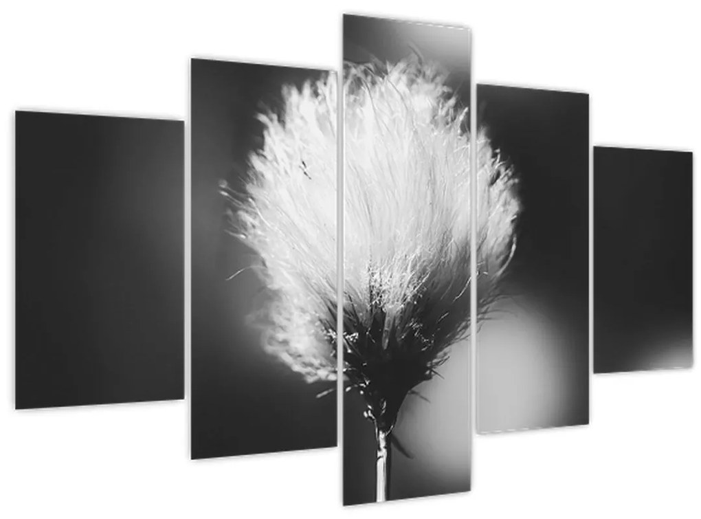 Obraz - Čiernobiely cottongrass (150x105 cm)