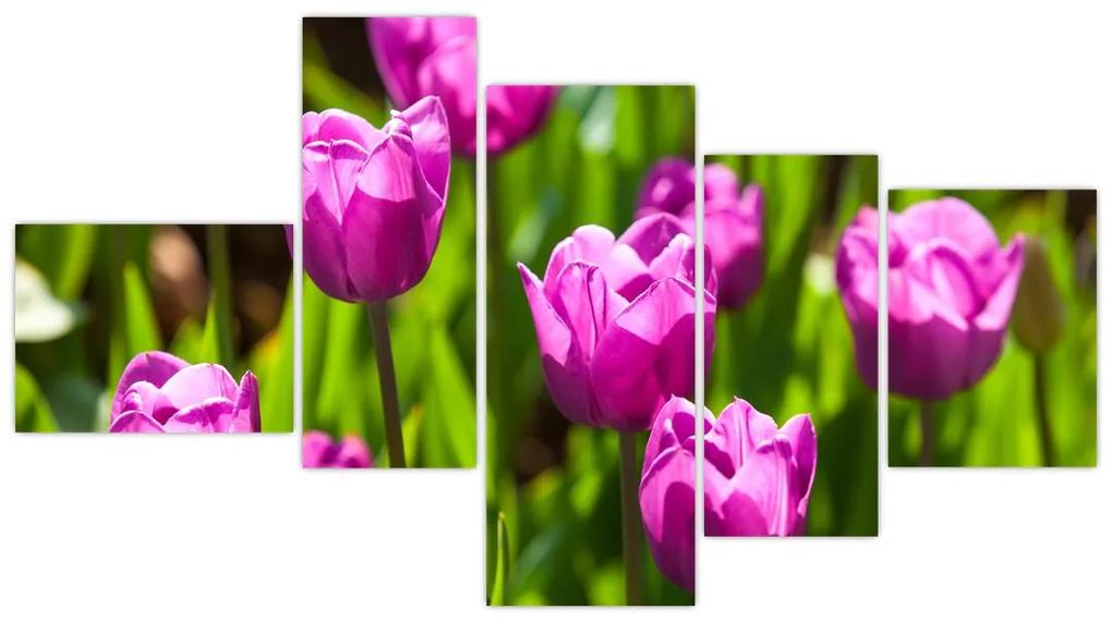 Obraz kvitnúcich tulipánov