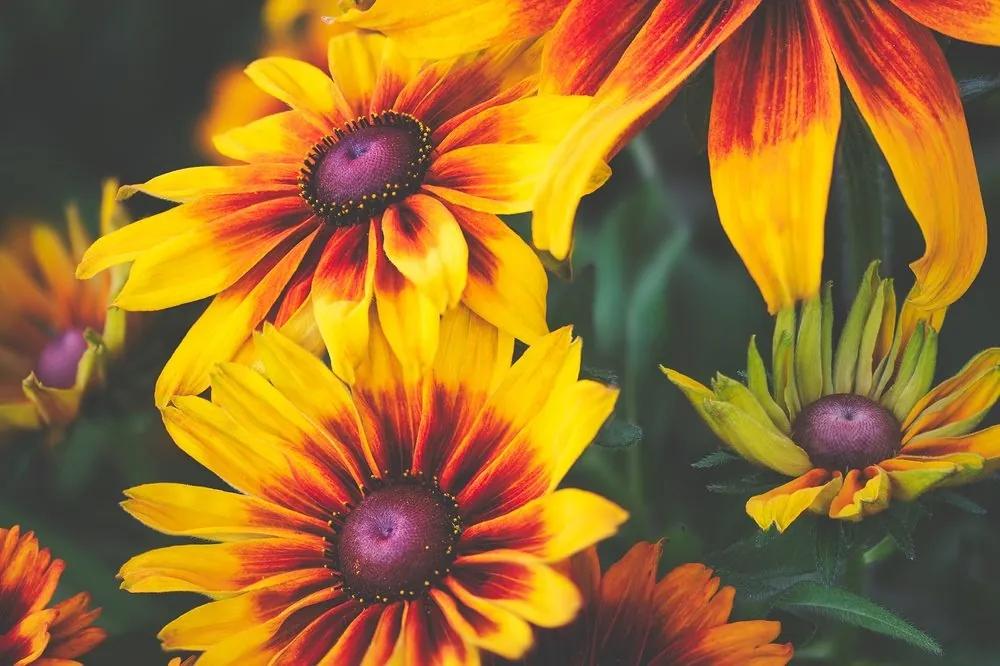 Samolepiaca fototapeta dvojfarebné kvety - 150x100