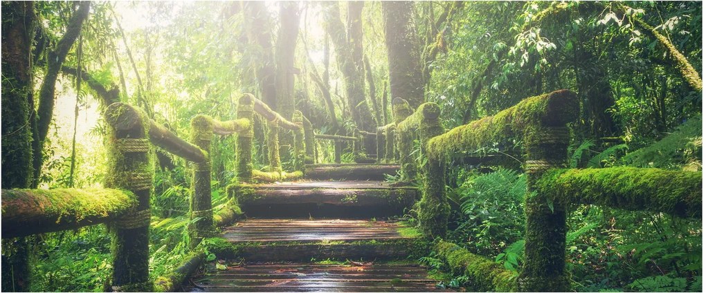 Obraz - drevené schody v lese (120x50 cm)