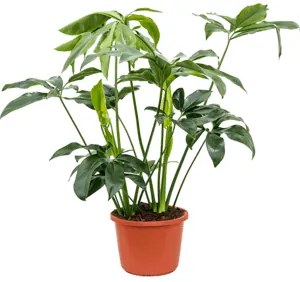 Philodendron Green Wonder 32x140 cm