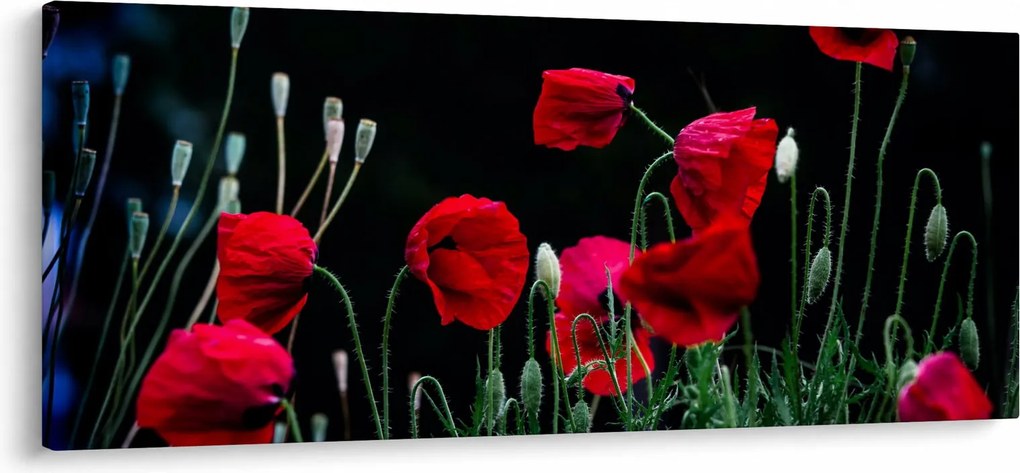 Obraz - Tanec vlčích makov (120x50 cm)