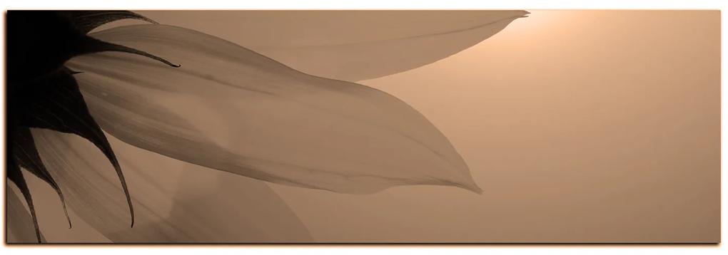 Obraz na plátne - Slnečnica kvet - panoráma 5201FA (120x45 cm)