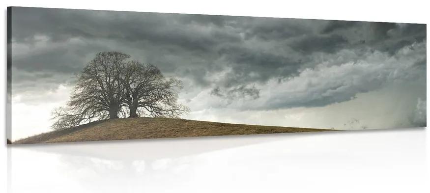 Obraz osamelé stromy Varianta: 150x50