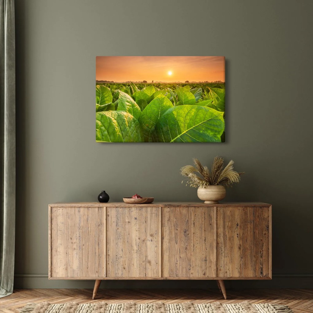 Obraz - Pole (90x60 cm)